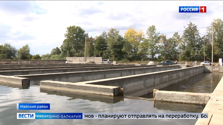 Вести. Кабардино-Балкария В Майском районе создали предприятие по разведению рыбы лососёвых пород