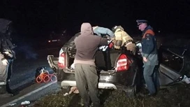 Четыре человека погибли и четыре пострадали в ДТП из-за лося в Омской области