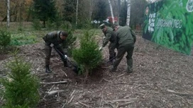 В рамках Всероссийской акции "Сохраним лес" около Голубых озер высадили 250 саженцев ели и рябины