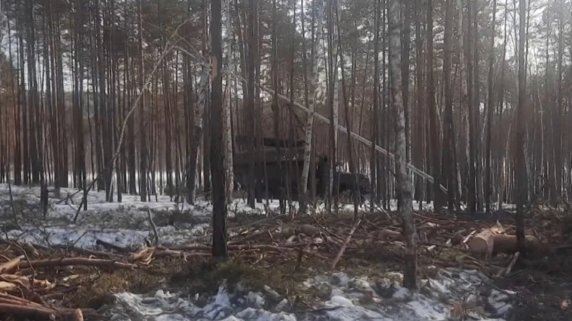 Начальник одного из амурских лесхозов организовал незаконную рубку деревьев