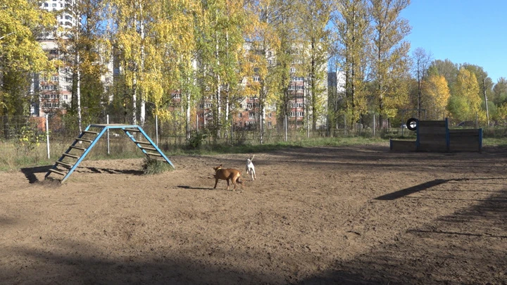 Вести. Ярославль Власти Ярославля рассказали, кто должен содержать площадки для выгула собак