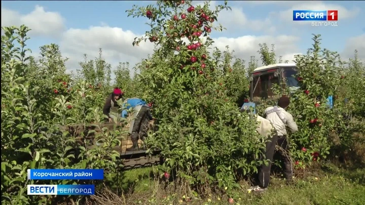 Вести. Белгород В Корочанском плодопитомнике идет сбор яблок поздних сортов