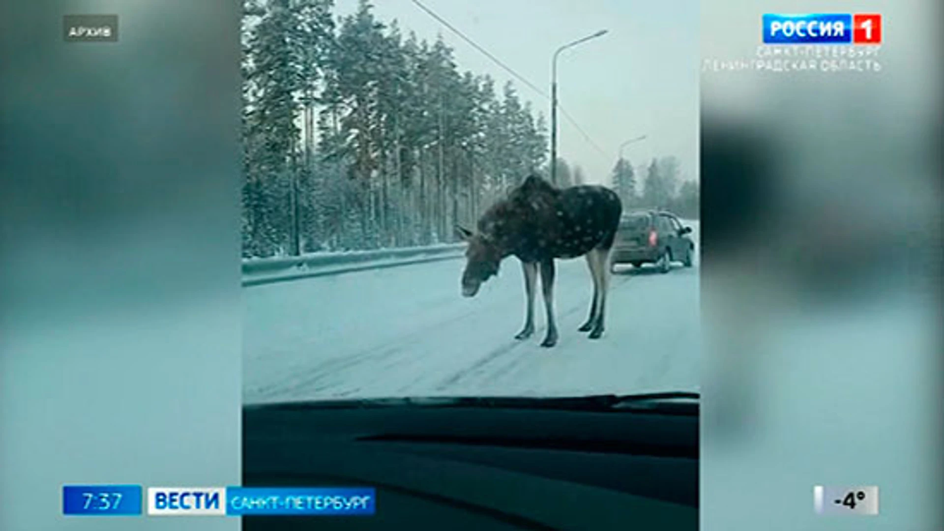 На дороги Ленобласти стали чаще выходить лоси в поисках соли