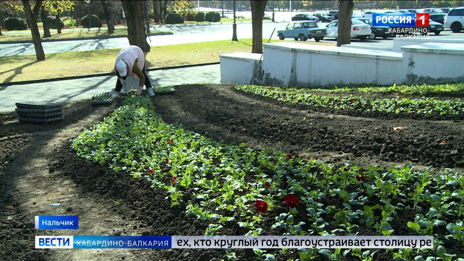 Больше 30 тысяч тюльпанов расцветут грядущей весной в Нальчике