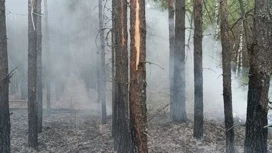 Пятый класс пожароопасности в лесах Марий Эл сохранится до 6 октября