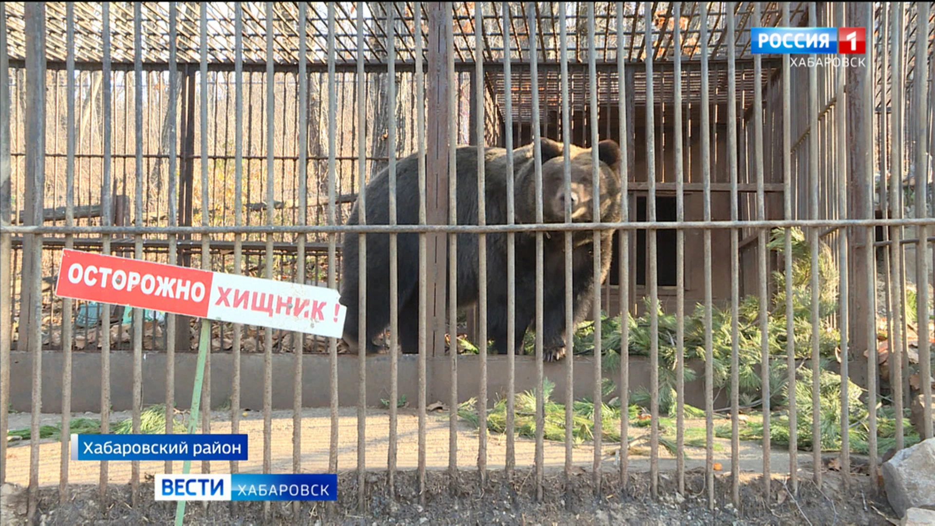 Смотрите в 21:09. Питомцы зоосада "Приамурский" готовятся к зиме