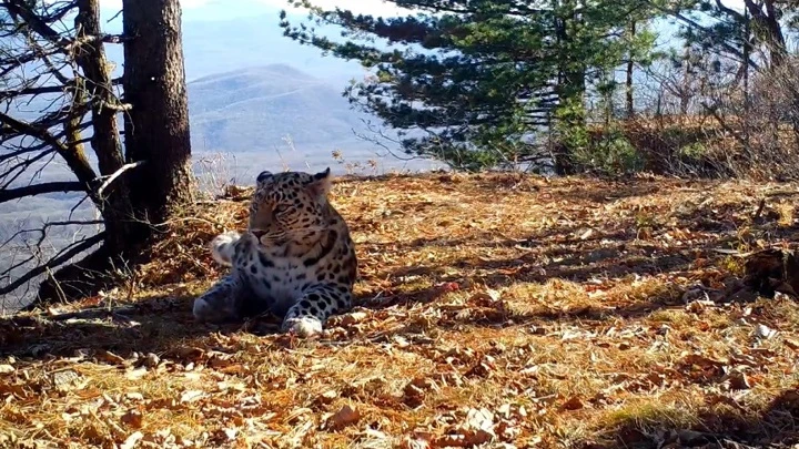 Fahren Sie. Künstliche Intelligenz wird bei der Erhaltung von Far Eastern Leoparden helfen