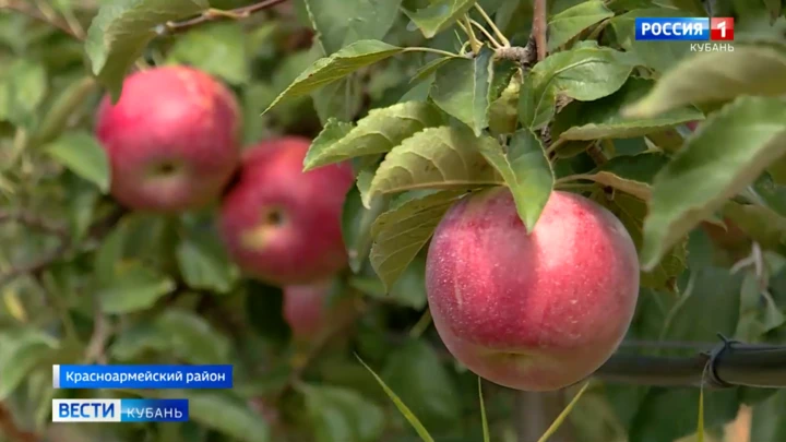 Вести. Кубань Эфир от 23.09.2022 (21:05)