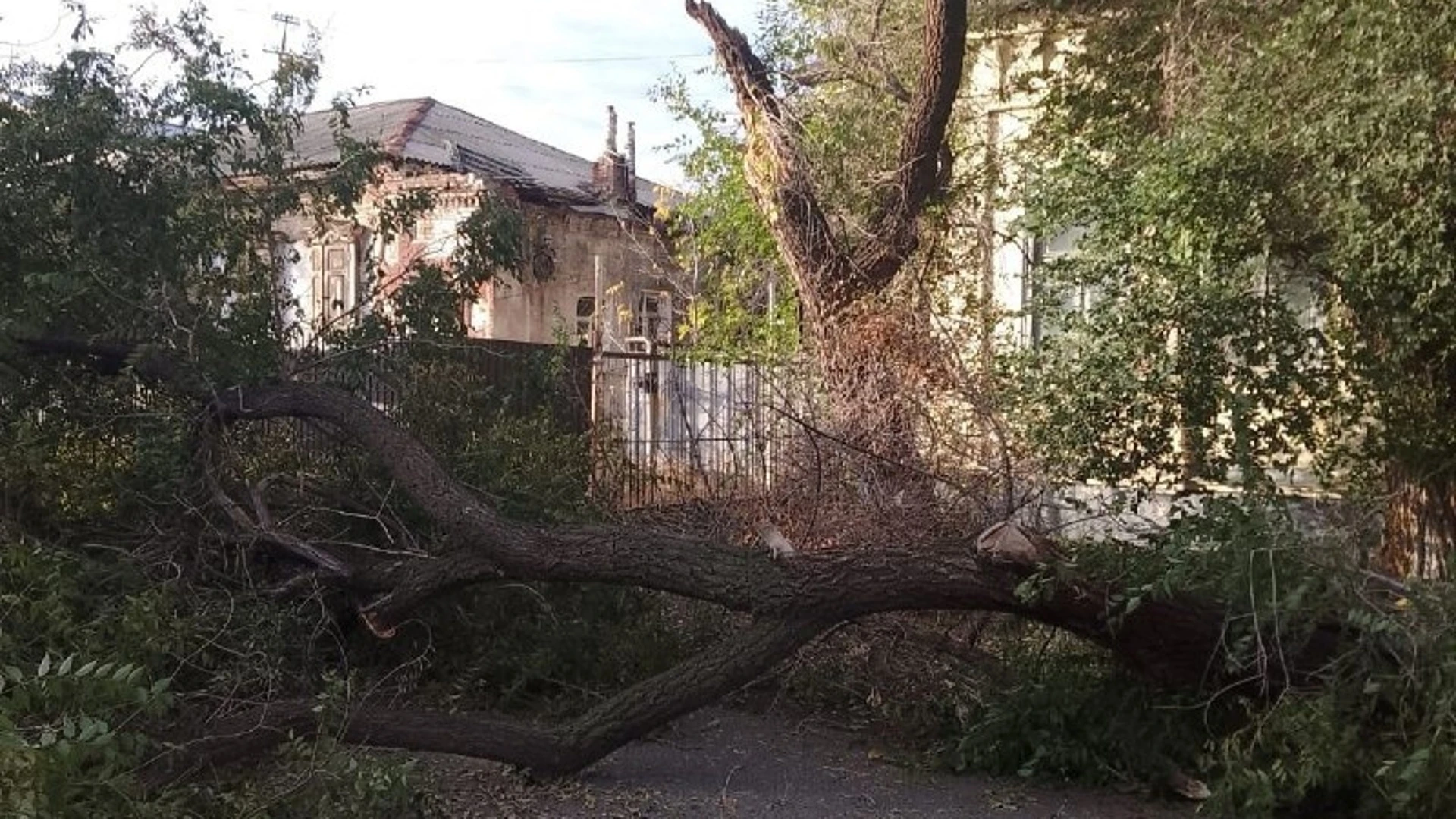 В Оренбурге из-за непогоды упало больше 50 деревьев