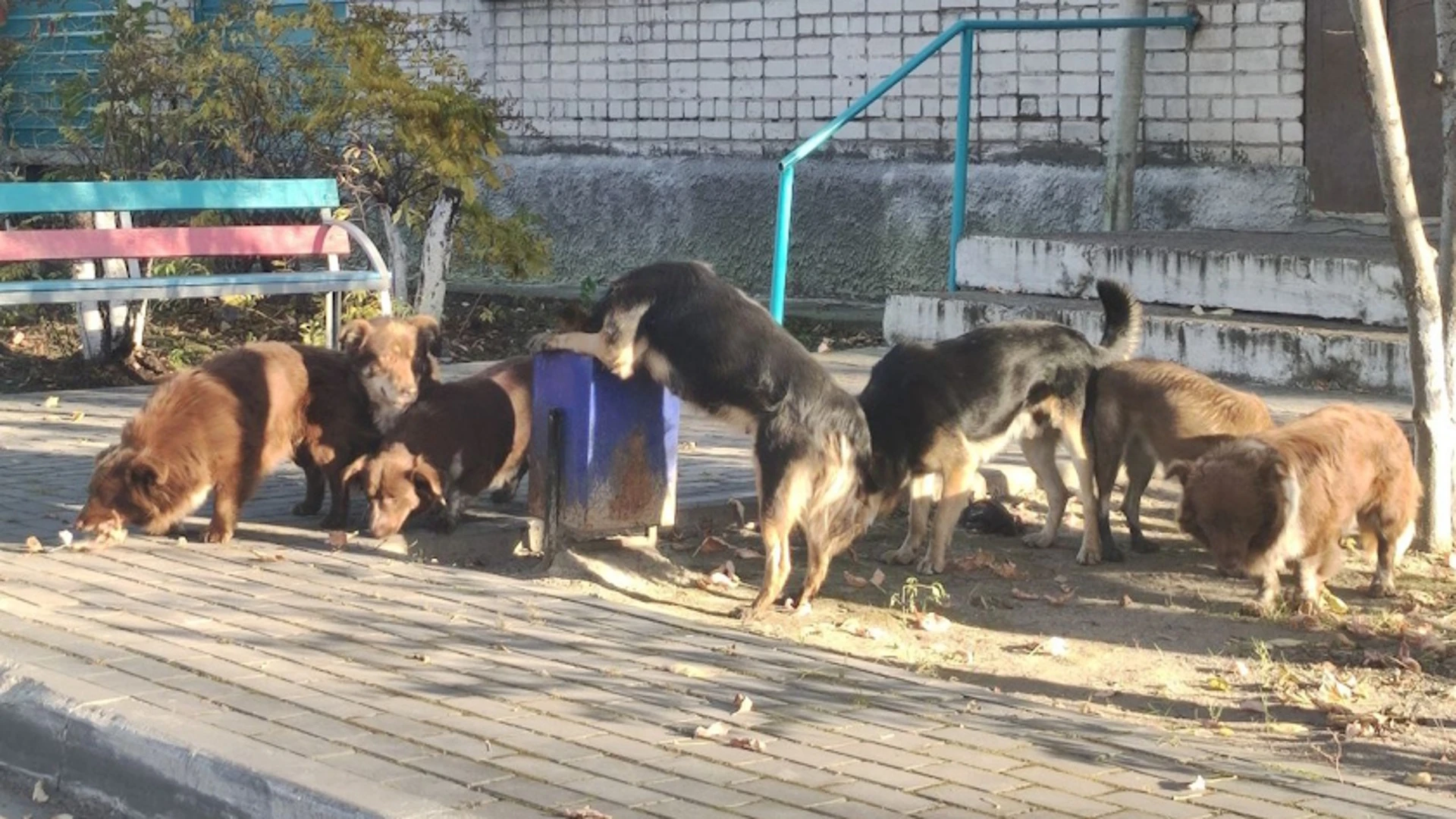 Бездомные собаки покусали ребенка в Белогорске