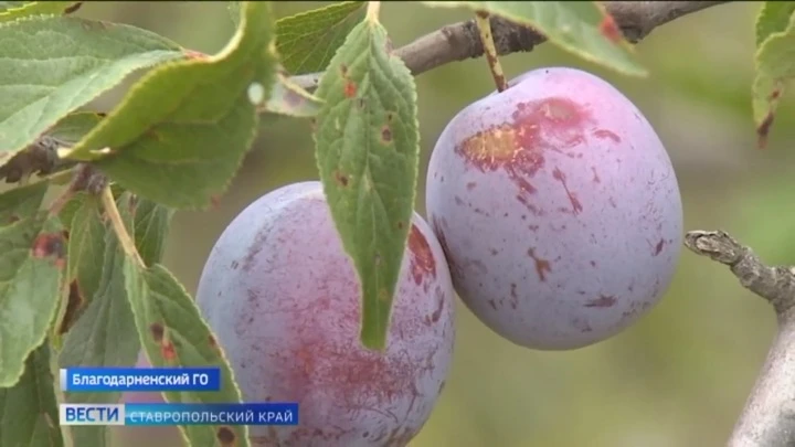 Вести. Ставропольский край Эфир от 16.09.2022 (21:05)