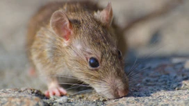 Many dead rats scattered in Kashtak in Tomsk