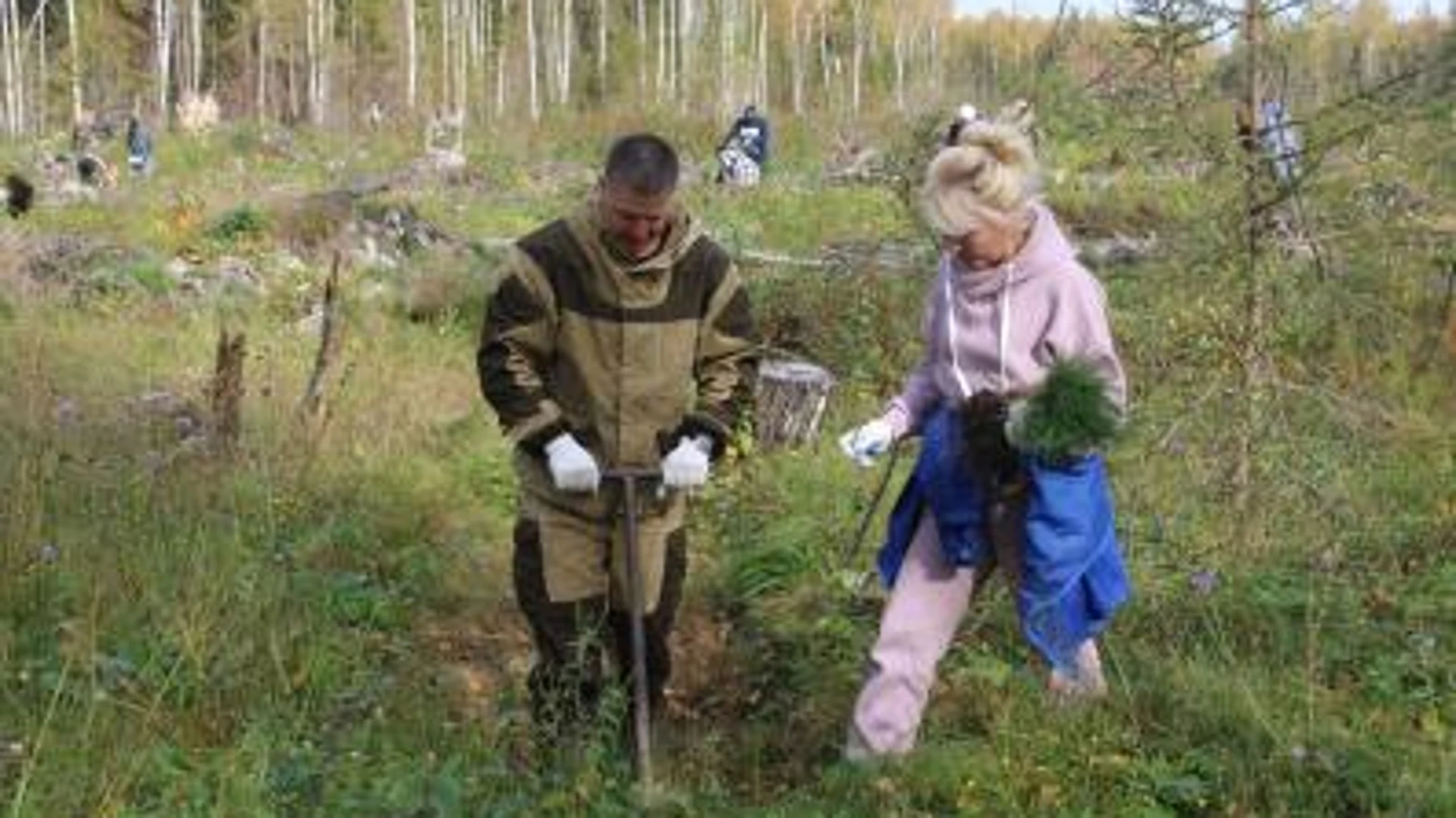 Более 40 тысяч сеянцев сосны высадят в Кинешемском районе