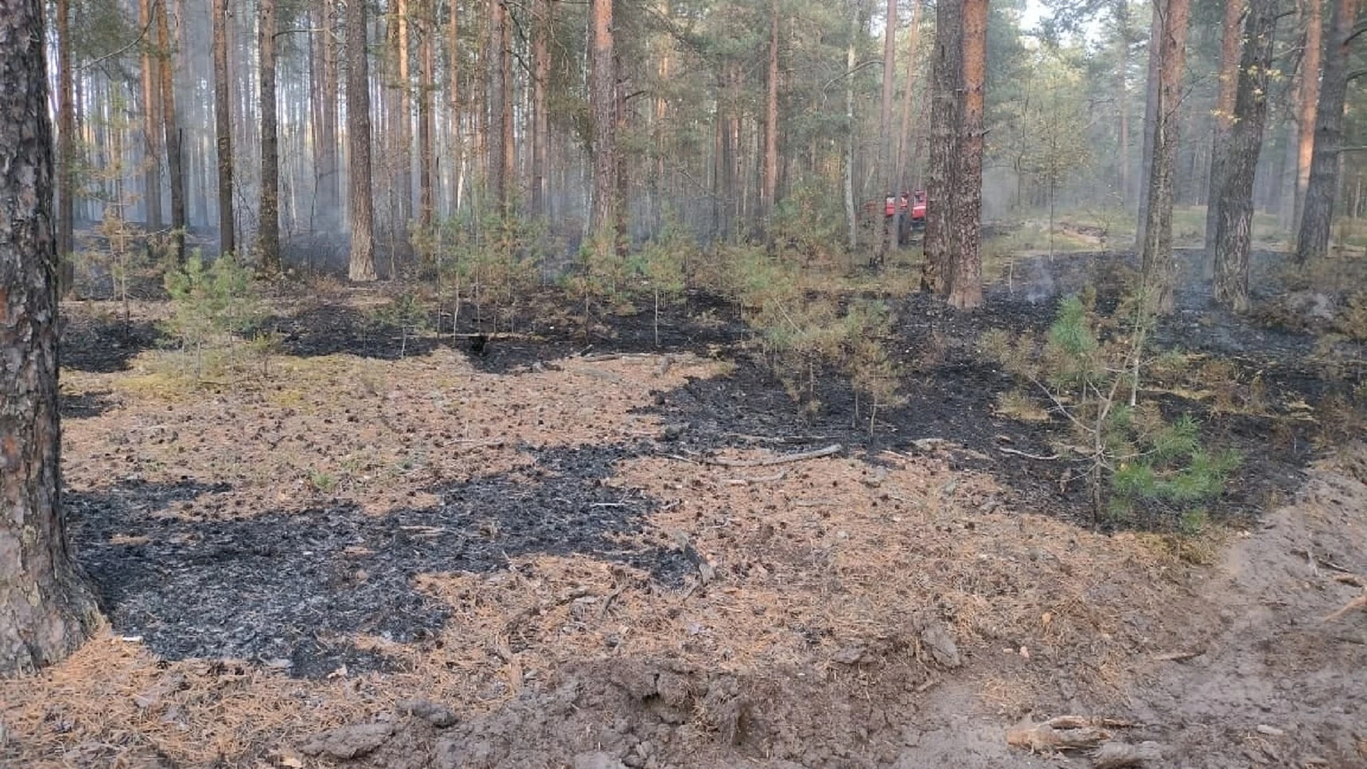 В Ярославском районе произошел лесной пожар