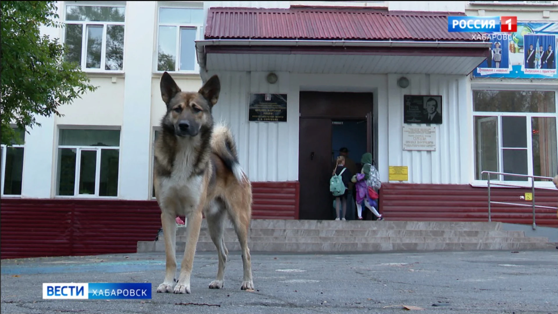 100 тысяч пострадавшему от укуса собаки ребенку обязал выплатить мэрию Центральный суд Хабаровска