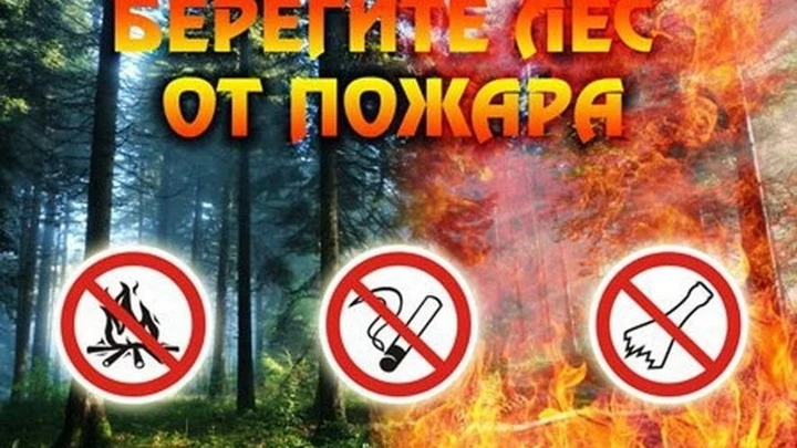 Вести. Саратов В регионе продлен запрет на посещение лесов до 20 сентября