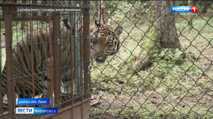 Вести. Хабаровск Тигра Гектора, которого на прошлой неделе доставили из Челябинска, выпустили в просторный вольер