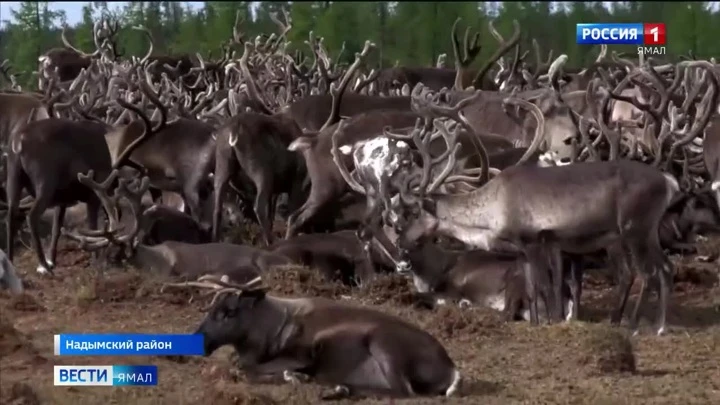 Вести. Ямал Эфир от 30.08.2022 (09:00)