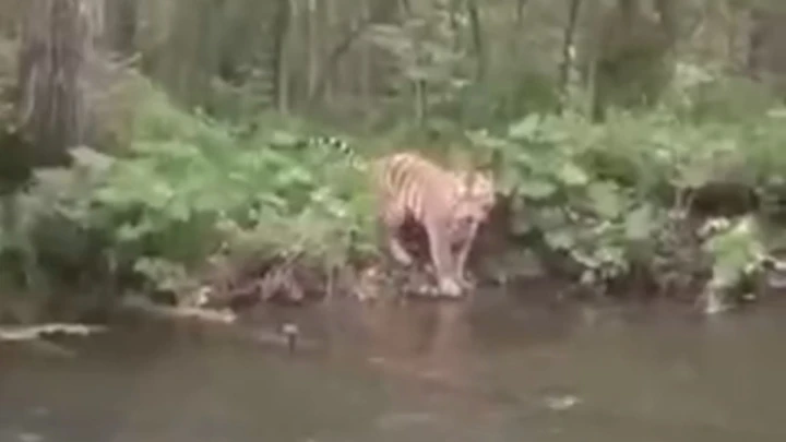 Видео из Сети В Приморье рыбак пережил несколько страшных минут, встретив на берегу тигра