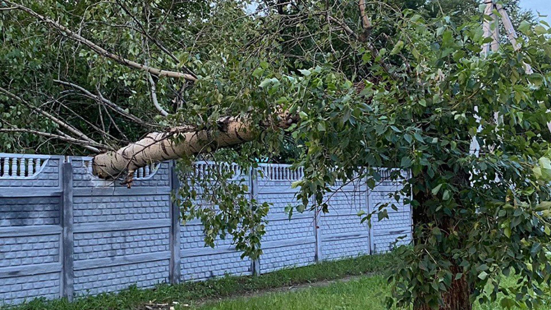 Все сухие деревья спилят в Амурской области за два года