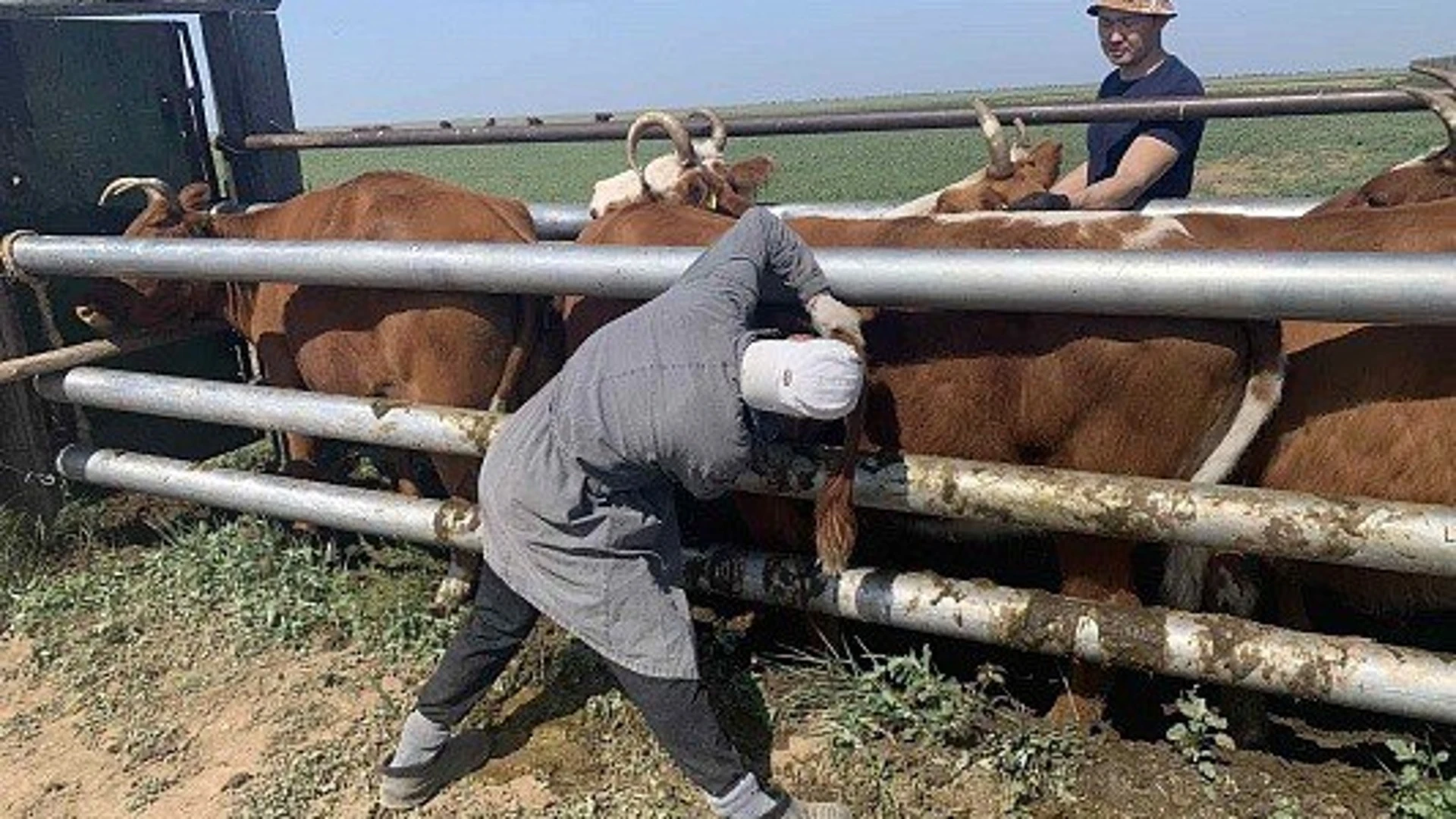 В двух районах Калмыкии выявлены очаги лейкоза крупного рогатого скота