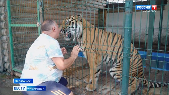 Вести. Хабаровск Добро пожаловать домой! В аэропорту Хабаровска встречают тигра Гектора