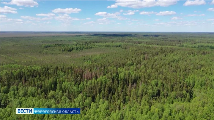 Drive. Vologda region Forest fire occurred in the territory of the Ust-Kubinsk region