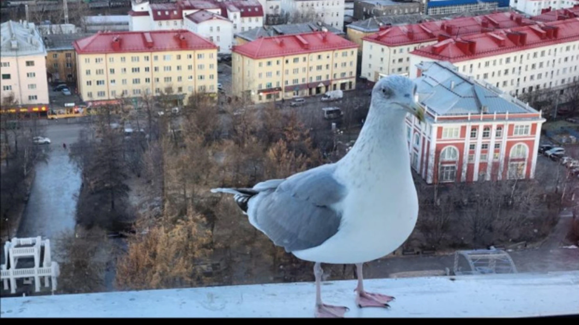 В Княжпогостском районе ввели карантин по птичьему гриппу