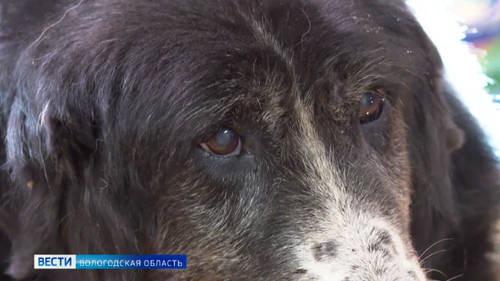 Fahren Sie. Das Tierheim für Hunde „Zooshield“ in Cherepovets war am Rande des Überlebens