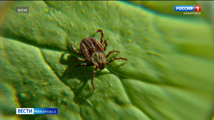 Dirigir. ^ "Khabarovsk para inspecionar após cada passeio". Ticks atacar animais de estimação