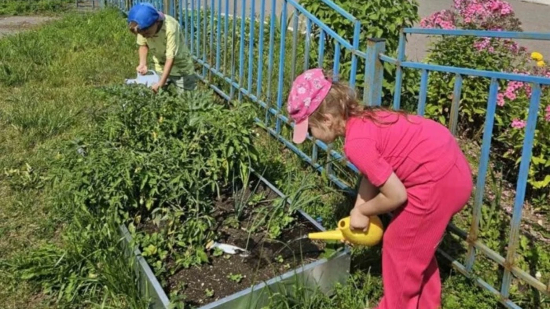 В Иванове дошколята собирают урожай овощей