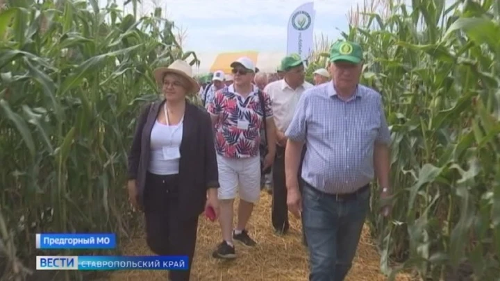 Вести. Ставропольский край На Ставрополье в День кукурузы собрались аграрии страны