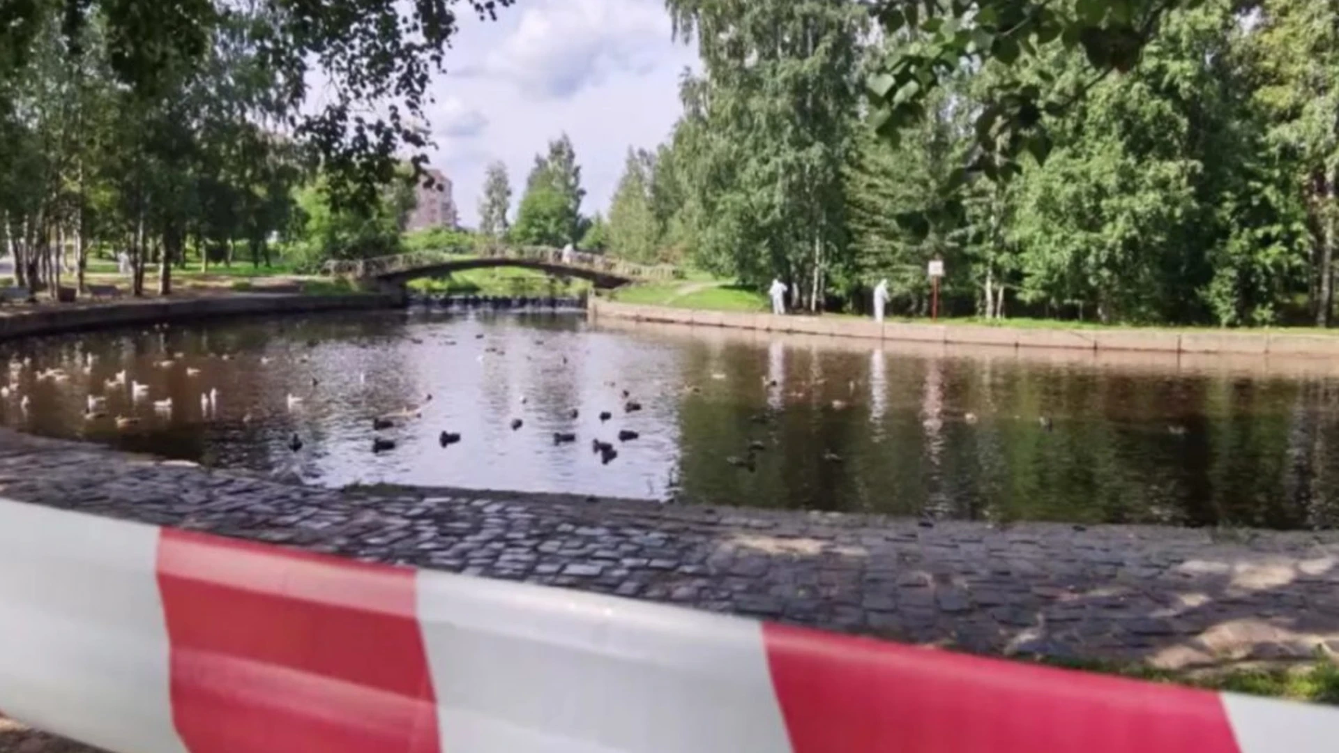 В новых пробах, взятых на берегу Неглинки в Петрозаводске, вирус птичьего гриппа не найден