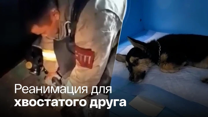 Видео из Сети В Ангарске пожарные спасли щенка из горящей квартиры