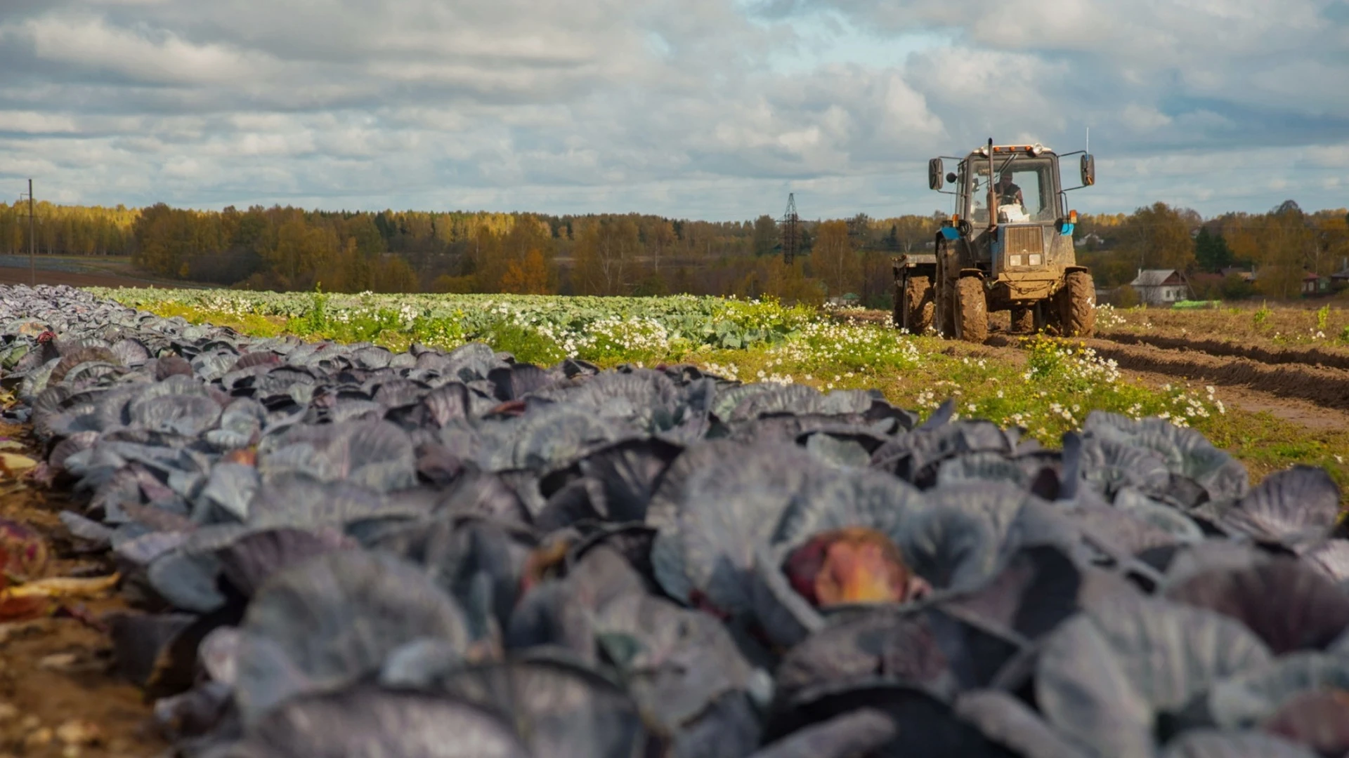 В Ивановской области стартовала уборочная кампания