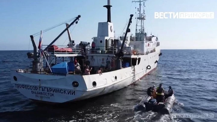 Вести. Приморье «Это сенсация»: Мертвые зоны обнаружены в заливе Петра Великого