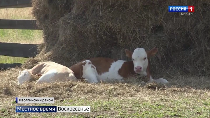 Местное время. Воскресенье. Бурятия Эфир от 31.07.2022