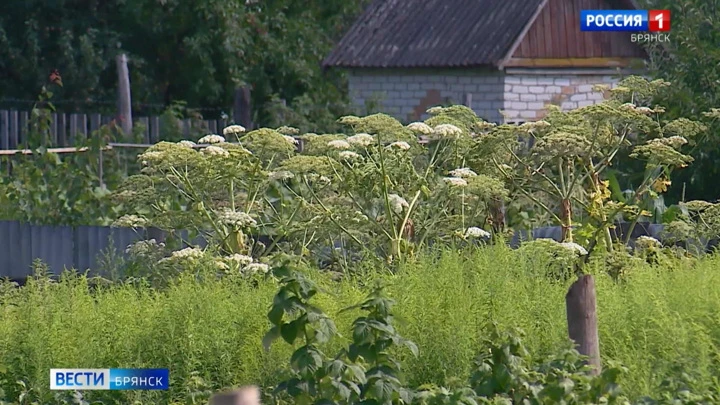 Вести. Брянск Эфир от 28.07.22 (14:30)