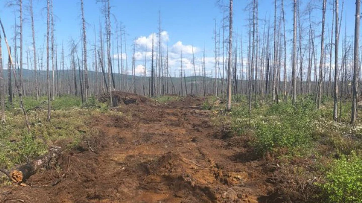 Вести – Амурская область В Приамурье восстанавливают леса после пожаров