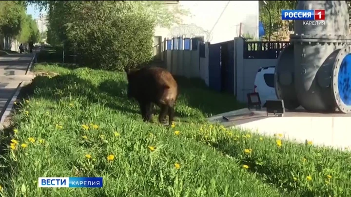 Вести. Карелия В Карелии дикие кабаны по ночам приходят уничтожают посевы картофеля