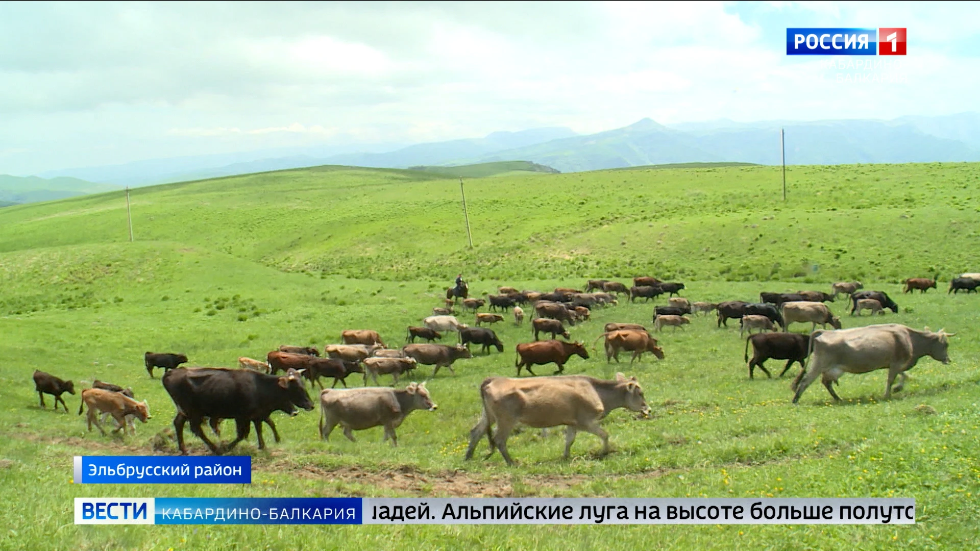 В КБР традиционно проходит сезон отгонного животноводства