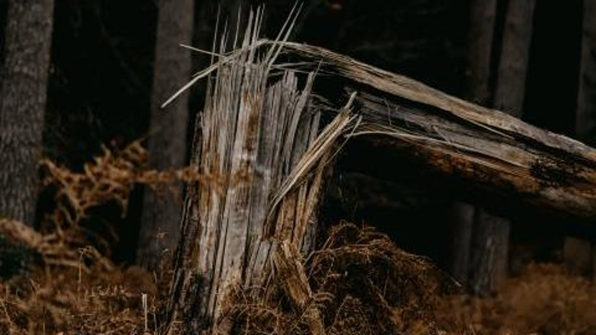 Дерево упало на женщину в Ижевске