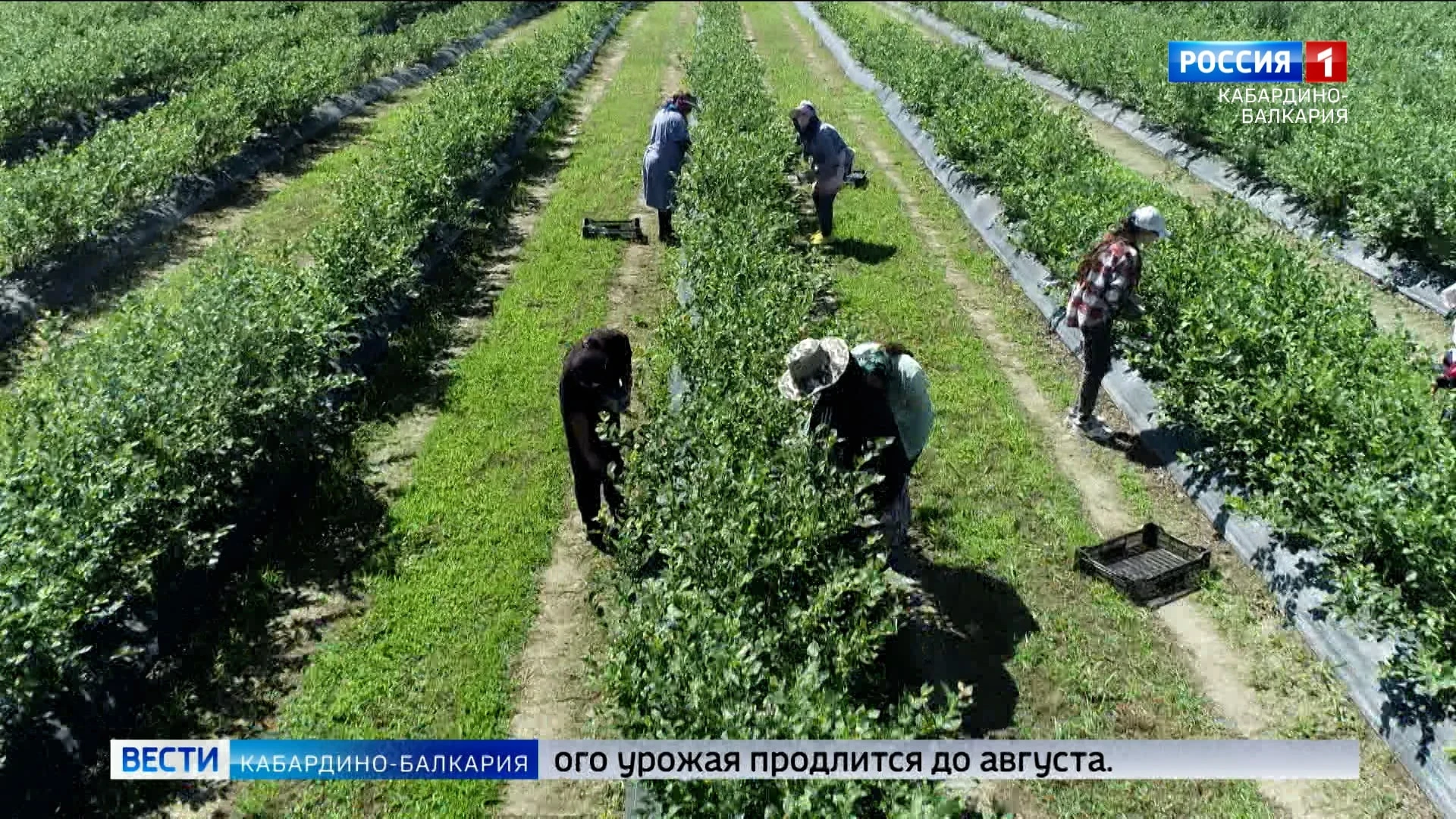 "Урожайная пора" – в Кабардино-Балкарии начали собирать голубику