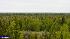 На предприятиях лесного комплекса в Томской области трудится 6,4 тысячи человек