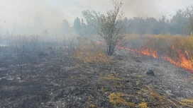 Тушить горящую сухую траву в СНТ "Сокол" Липецка помогали жители