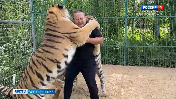 Вести. Санкт-Петербург В Ленинградской области появился хоспис для диких кошек