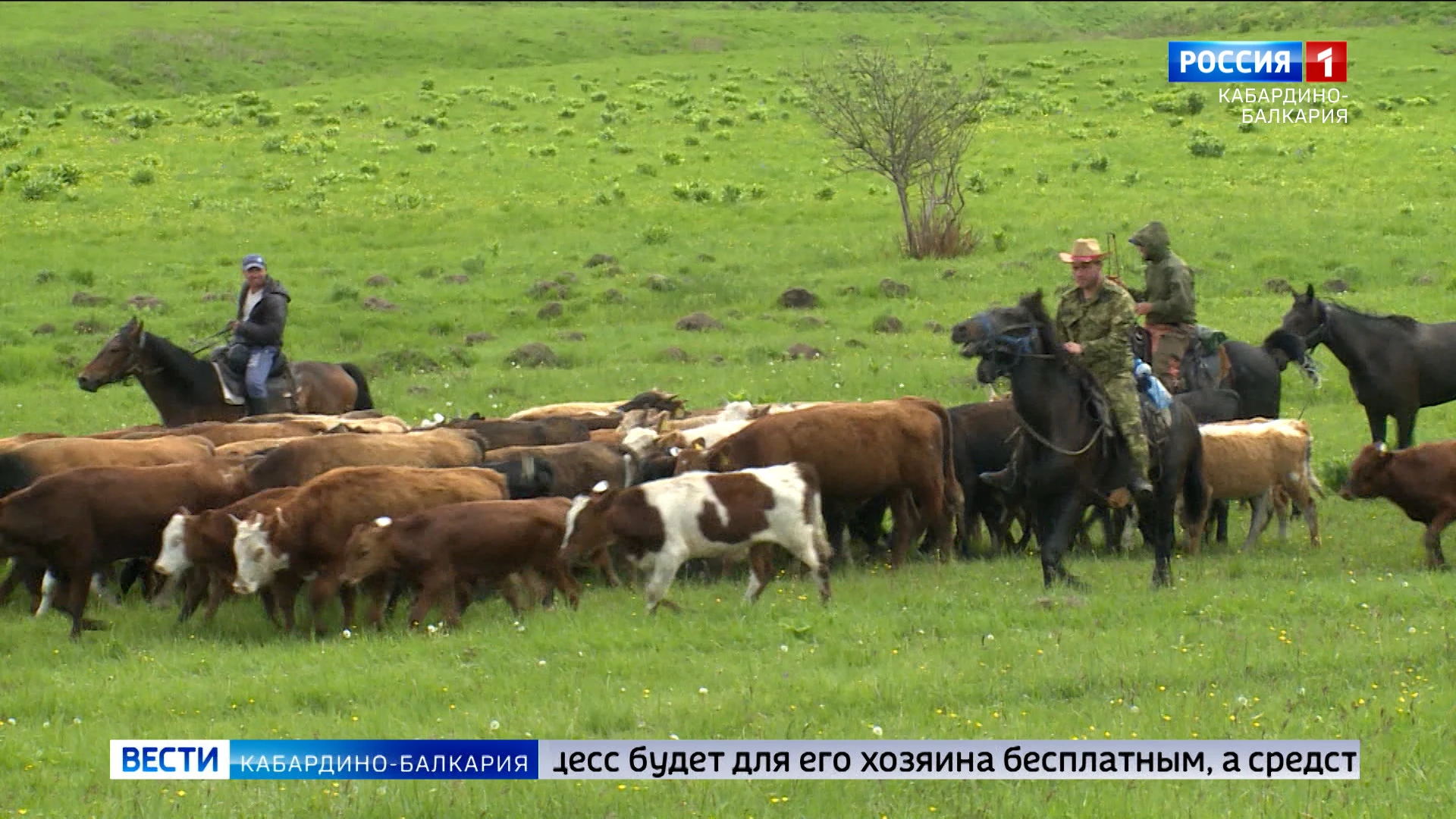 С 1 сентября в КБР вступит в силу закон о маркировке сельхозживотных