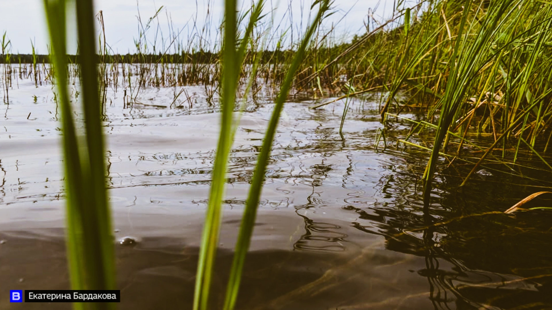 Мужчина утонул на озере в поселке Самусь, водолазы ведут поиски тела