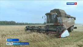 В Шимском районе на полях компании "Сташевское" ударными темпами идет уборка голозёрного овса