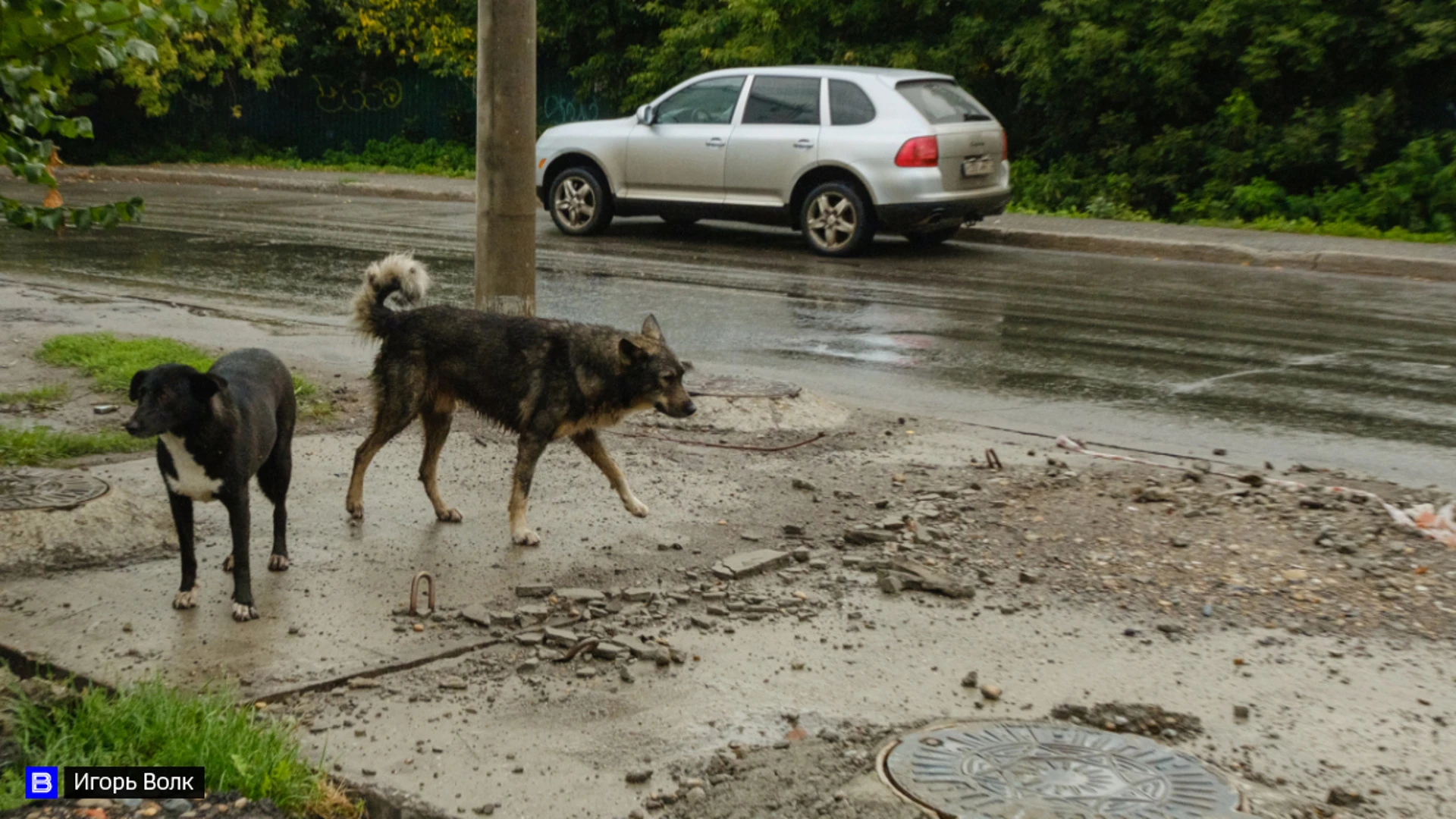 Восемь человек в Колпашевском районе за месяц пострадали из-за бродячих собак